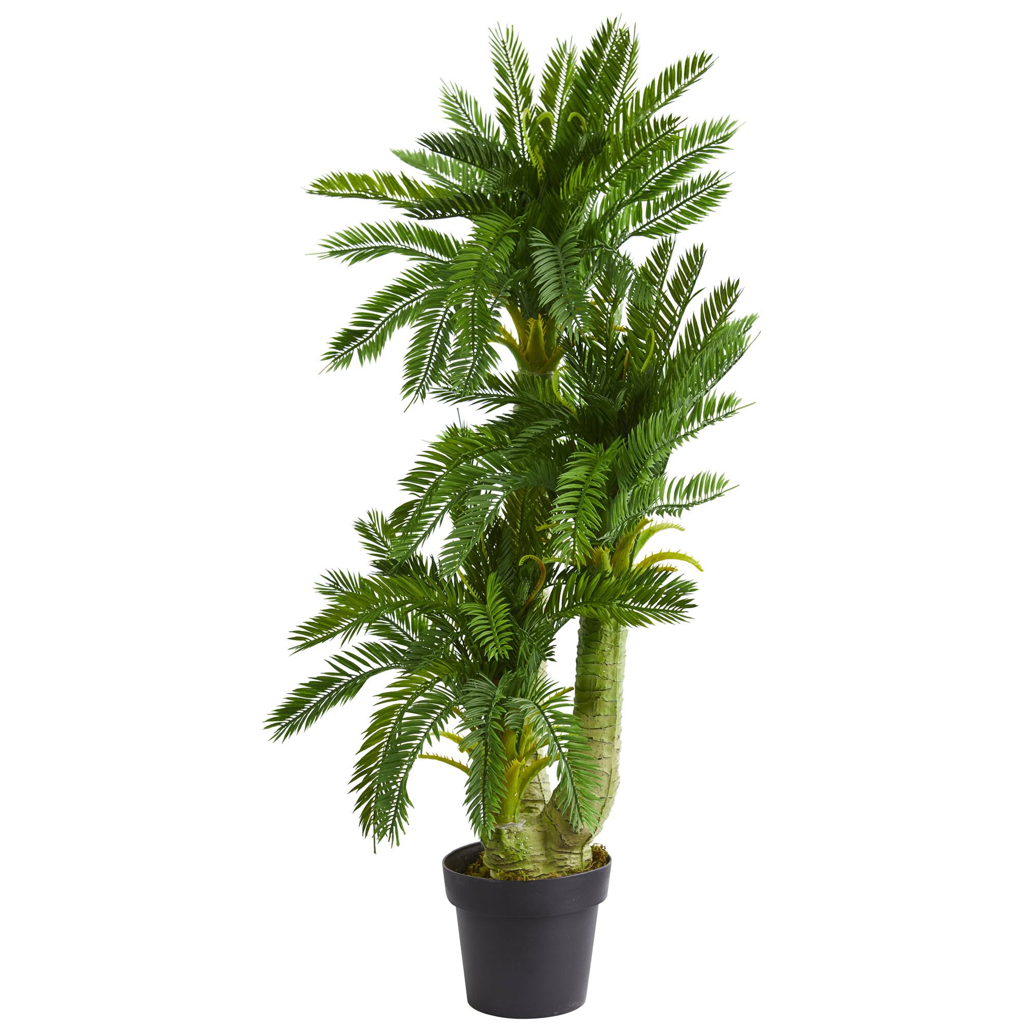 3.5ft. Triple Potted Cycas